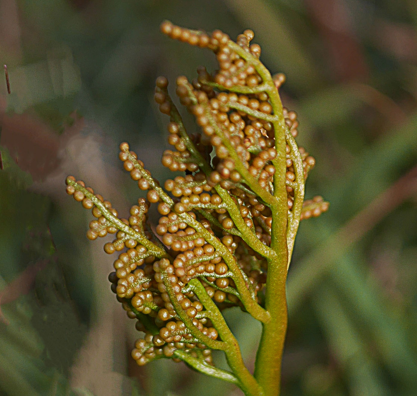フユノハナワラビ