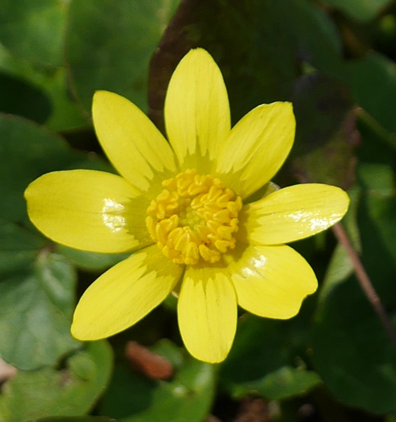 キクザキリュキンカ