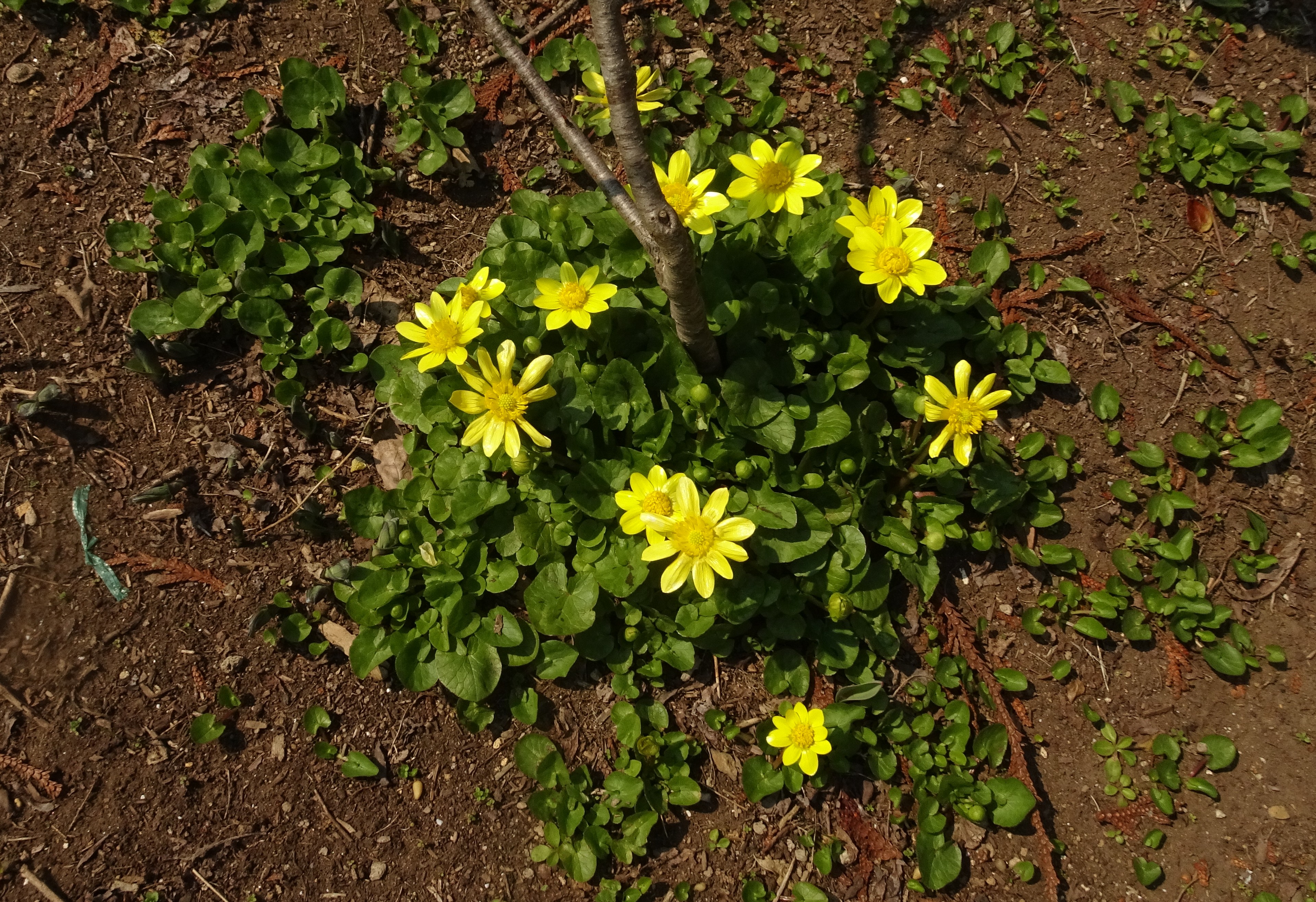 キクザキリュキンカ